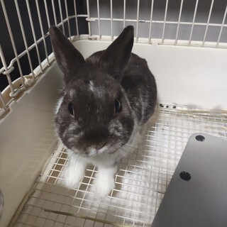 ネザーランドドワーフ 男の子