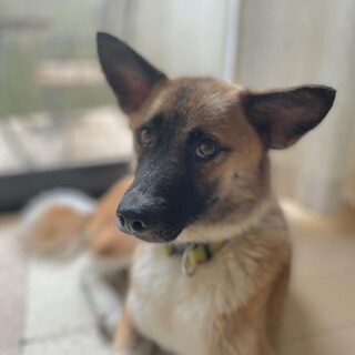 「茶々」女の子