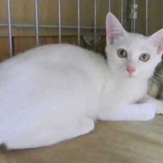 真っ白な美猫さん　トライアルのため募集一時停止