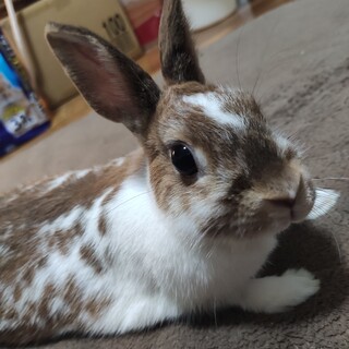 ミニウサギ 女の子