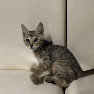 見学大歓迎 性格よし3兄弟 あんずちゃん