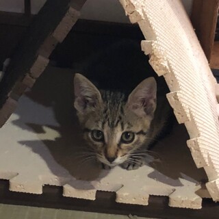 見学大歓迎 性格よし3兄弟 すももちゃん