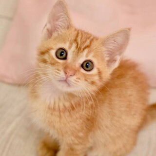 茶トラのマンダリン！