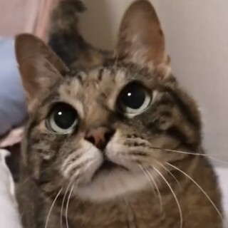 シニア世代様大歓迎☆保健所引き出し☆アンちゃん❣️