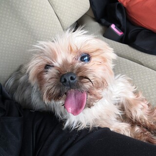 小さなヨーキーの女の子