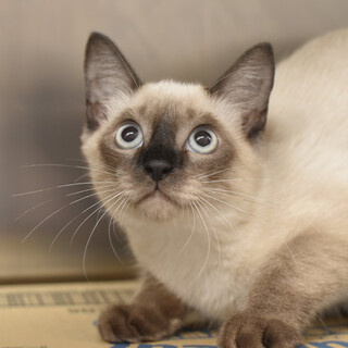 うつくしいハテナチャン！