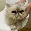 チンチラ♀ロクちゃん　1〜2歳