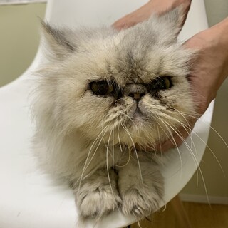 チンチラ♀ロクちゃん　1〜2歳