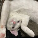 とってこい遊びが好きな　モーちゃん