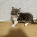 ノルウェージャンフォレストキャットの男の子