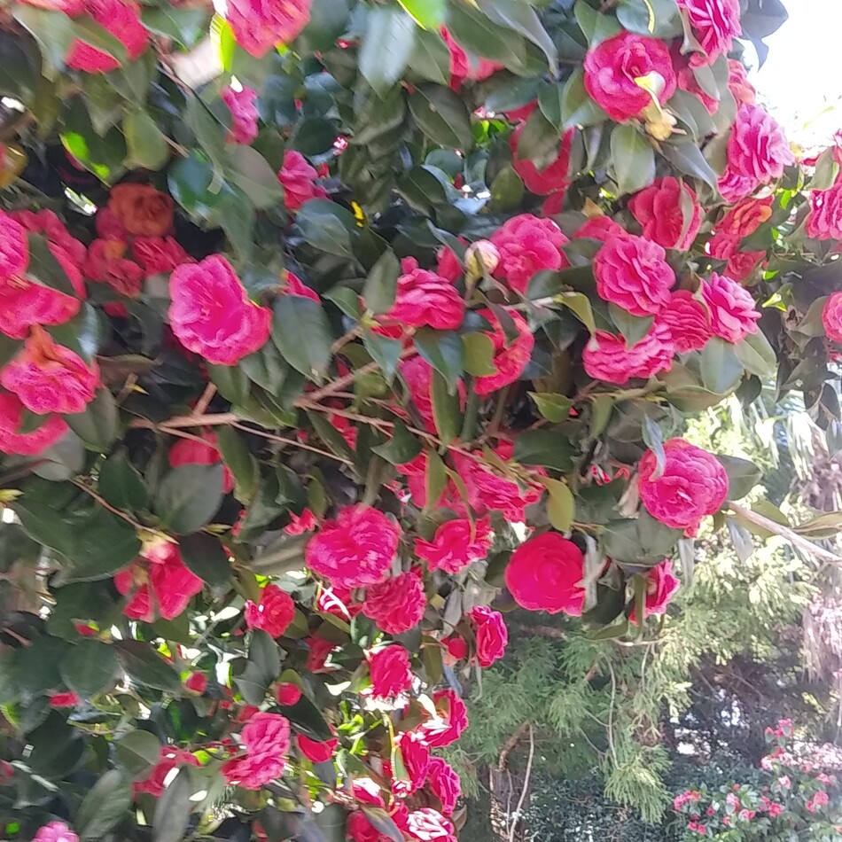 豆大福のカバー写真