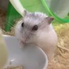 ジャンガリアンハムスター（パールホワイト） サムネイル3