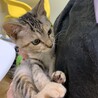 人も猫も大好き社交性◎徳子ちゃん♀3ヶ月 サムネイル2