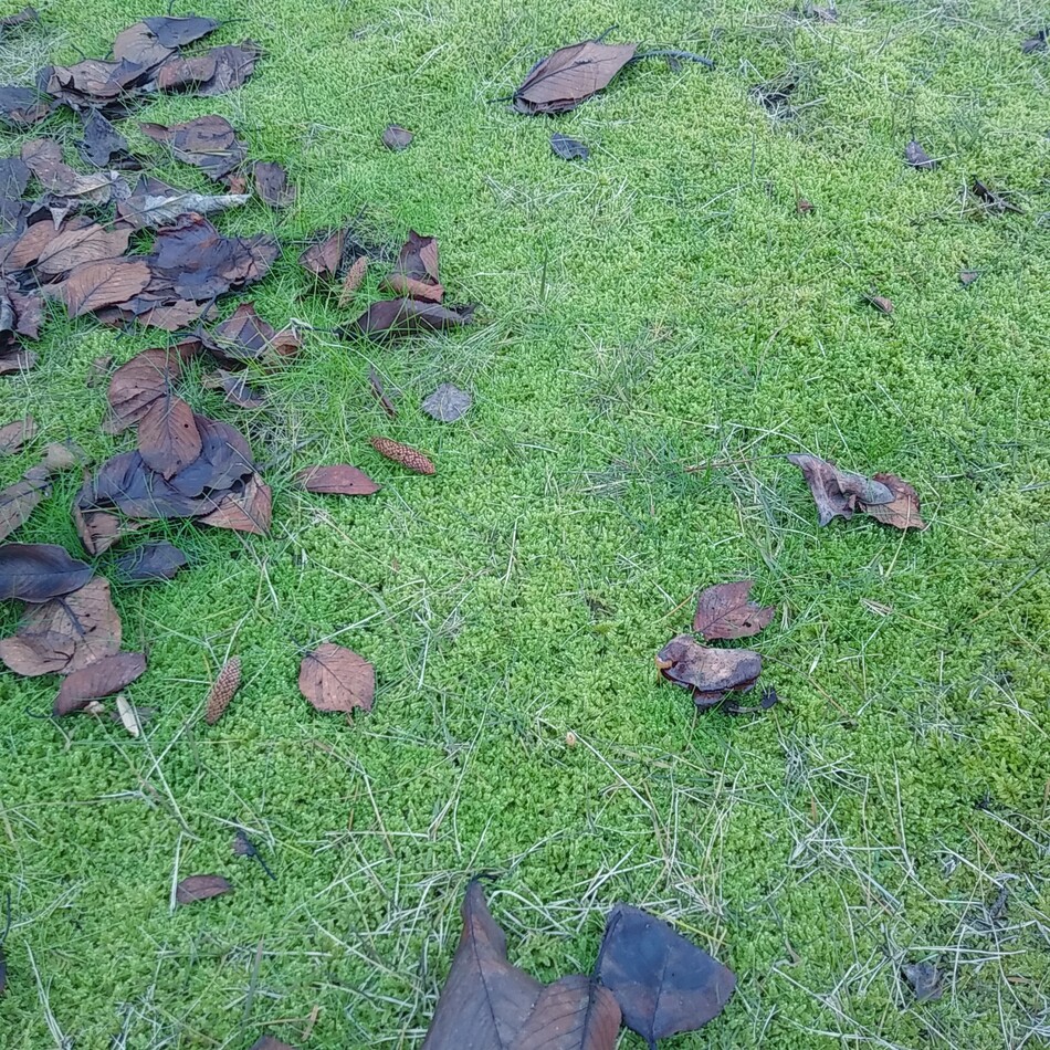 ハチのカバー写真