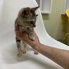 人も猫も大好き社交性◎徳子ちゃん♀3ヶ月 サムネイル3