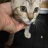 人も猫も大好き社交性◎徳子ちゃん♀3ヶ月 サムネイル4
