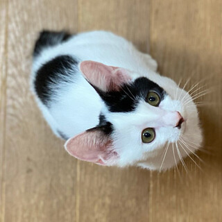 鼻くそがついてる白黒くん