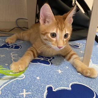 一緒に遊ぼう ！わんぱく子猫ベルくん