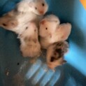 7月23日生まれハムスター