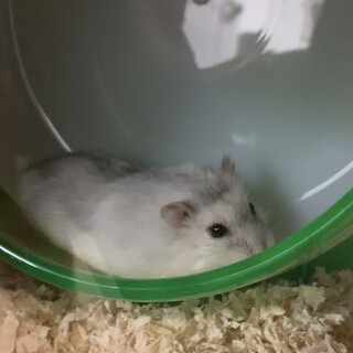 ジャンガリアンハムスター（パールホワイト）