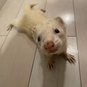 パスバレーフェレットオス