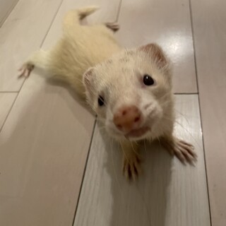 パスバレーフェレットオス