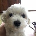 認知症のお婆ちゃんを守ってきた心優しいキチくん
