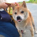 まさくん～ちょっと気ままな豆柴男の子～