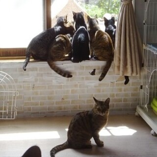 猫がいる生活☆毎日を楽しく賑やかに☆