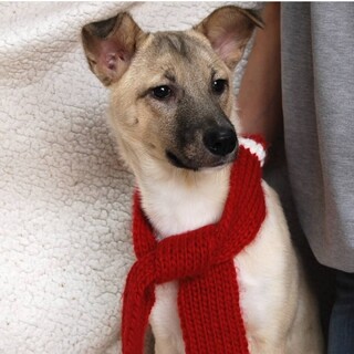 シェリ ４才 手足の長いスタイル良い♂ 22kg