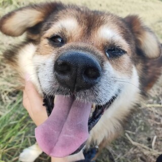 しゅんやくん とってもか 奈良県 犬の里親募集 ペットのおうち 月間利用者150万人
