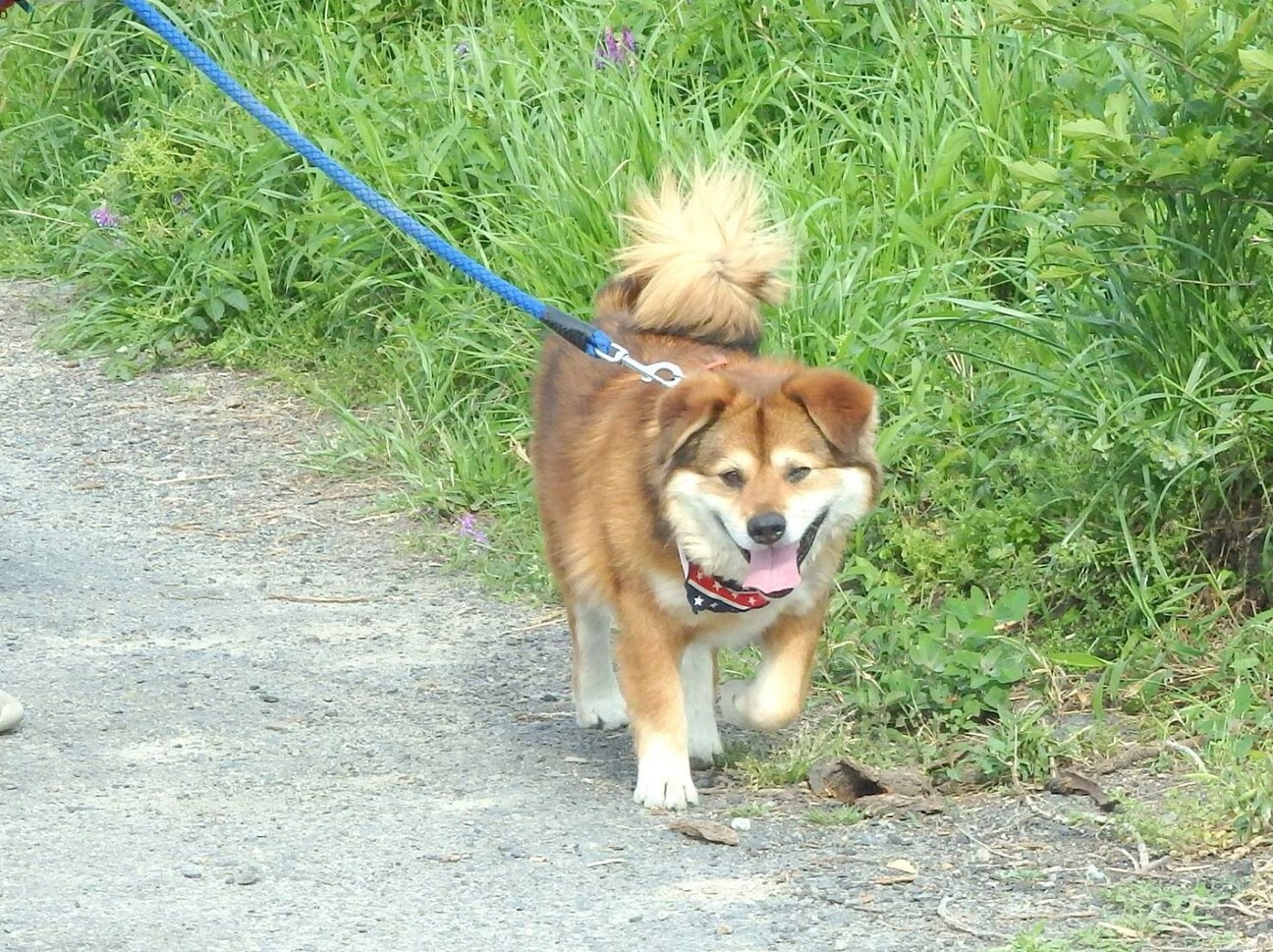 しゅんやくん とってもか 奈良県 犬の里親募集 ペットのおうち 月間利用者150万人