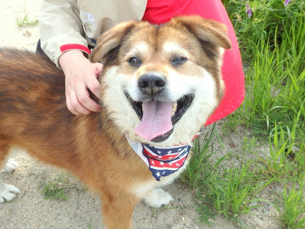 しゅんやくん とってもか 奈良県 犬の里親募集 ペットのおうち 月間利用者150万人