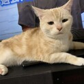 成猫/ペットショップで長らく過ごしていた子です
