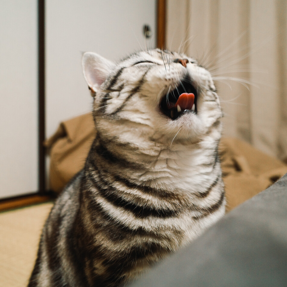 ボーボーのカバー写真