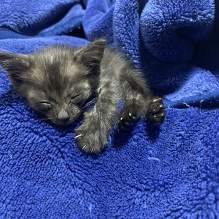 子猫　生後一ヶ月未満