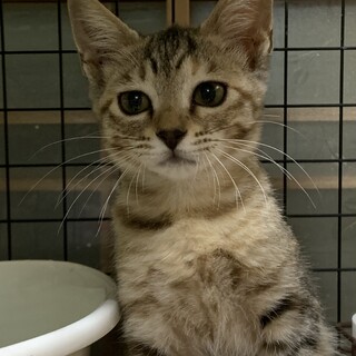 かまってちゃんのキジの仔猫　トライアル決定