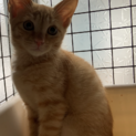 めっちゃ可愛い茶トラの仔猫さん