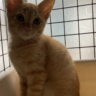 めっちゃ可愛い茶トラの仔猫さん