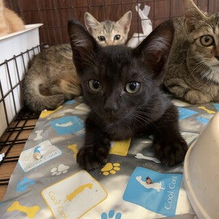 めっちゃ甘　黒猫の仔猫ちゃん