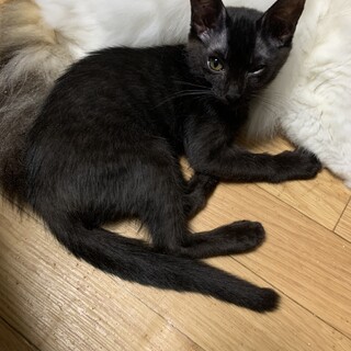 やんちゃな黒猫の女の子