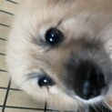 ポメ４歳