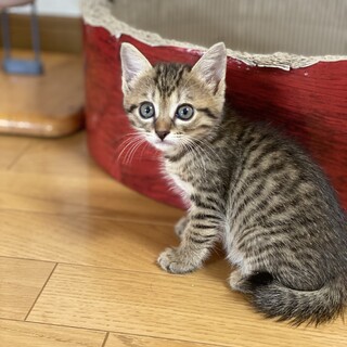 おっとり甘え上手なザラちゃん