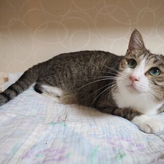 舞ちゃん3歳　家族ができました。