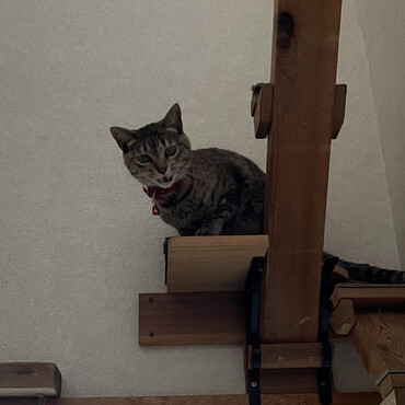 みんな大丈夫？逃げるときは一番に安全なトコ連れてくのよ！