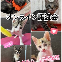 オンライン譲渡会★インスタＬＩＶＥ配信