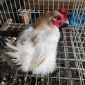 鶏 にわとり メス 雌