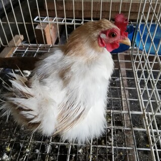 鶏 にわとり メス 雌