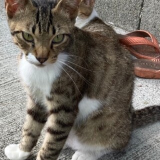 飼育困難、高齢者宅で生まれた子