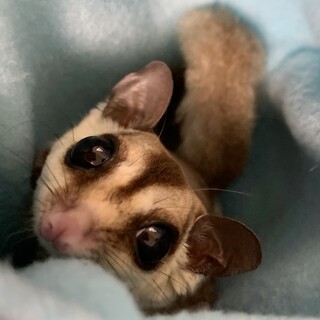 フクロモモンガ里親様募集